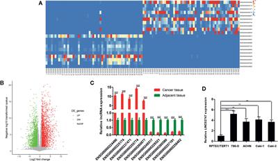 Long Non-Coding RNA LINC02747 Promotes the Proliferation of Clear Cell Renal Cell Carcinoma by Inhibiting miR-608 and Activating TFE3